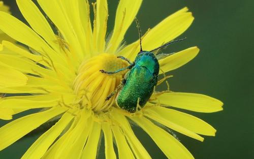 Cryptocephalus sp.
